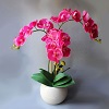 Орхидеи (растения)