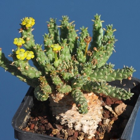 Euphorbia CAPUT - MEDUSAE или Молочай Голова Медузы (семена)