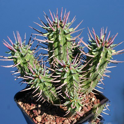 Euphorbia FEROX или Молочай Ужасный (семена)