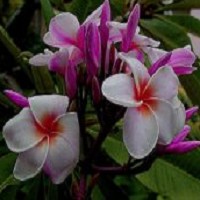 Plumeria INTIRA (семена)