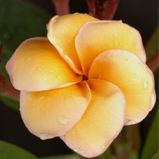 Plumeria ОRANGE SAPPHIRE (семена)