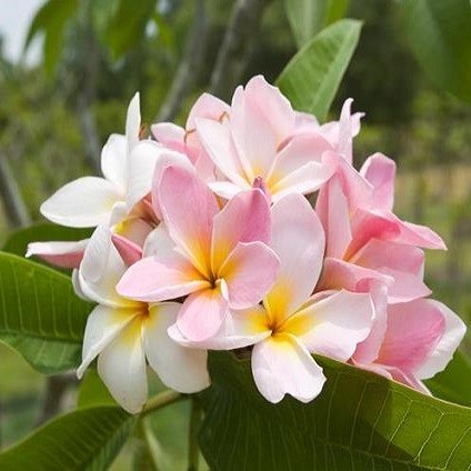 Plumeria СOURTADE PINK (семена)