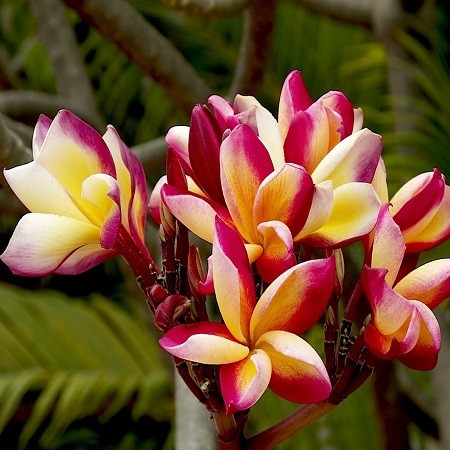 Plumeria KLEOPATRA (семена)