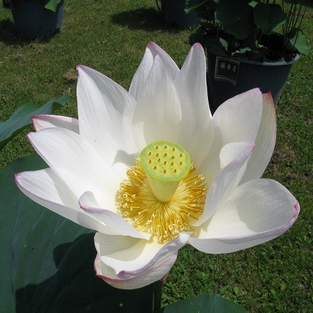 Nelumbo NUCIFERA WHITE или Лотос Орехоносный Белый (семена)
