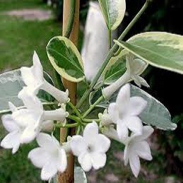 Стефанотис Обильноцветущий Вариегатный (растение)