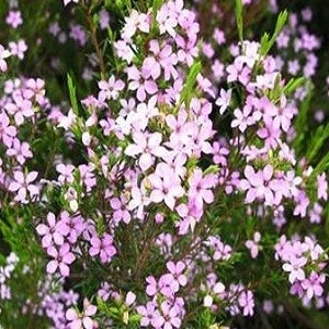 Диосма - Розовое Дыхание Неба (растение)