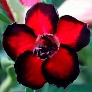 Adenium Obesum Double Flower BLACK AURA (семена)