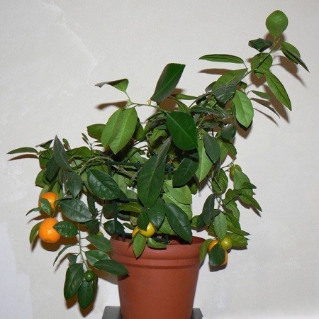 Мандарин Танжерин (растение)
