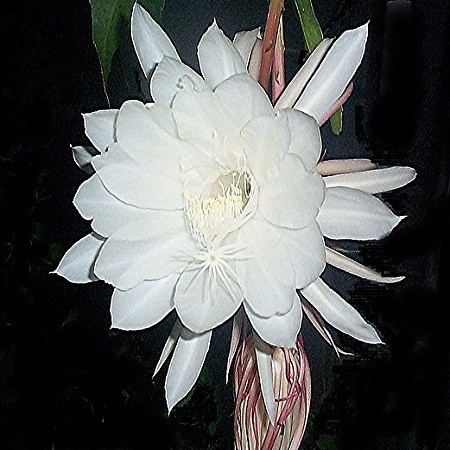 Epiphyllum OXYPETALUM или Эпифиллум Остролепестный (семена)