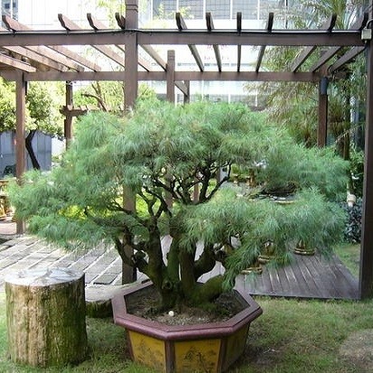 Pinus ARMANDII или Сосна Кедровая (семена)