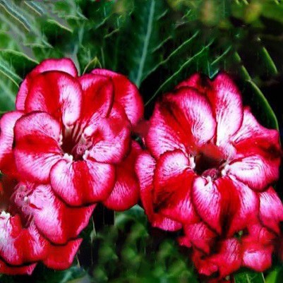 Adenium Obesum Double Flower TAMARA (семена)