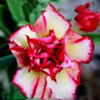 Adenium Obesum Triple Flower CARNIVAL (семена)