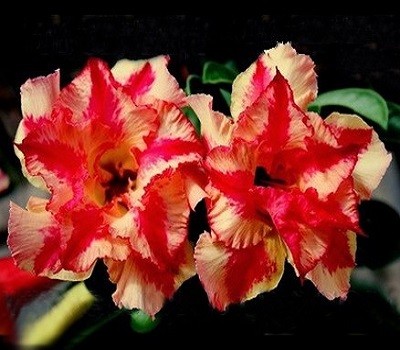Adenium Obesum Double Flower FIRE DANCER (семена)