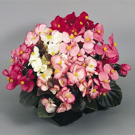 Begonia SEMPERFLORENS или Бегония Вечноцветущая (семена)