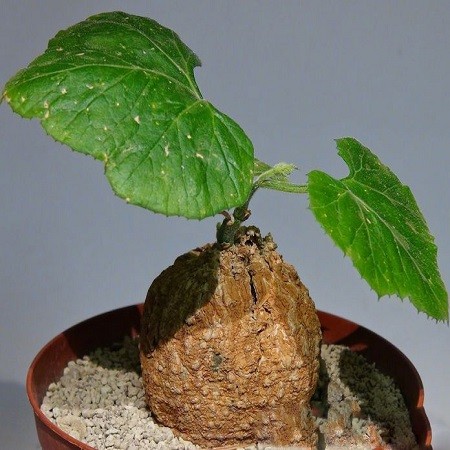 Coccinia MILDBRAEDII или Кокциния Милдбреда (семена)