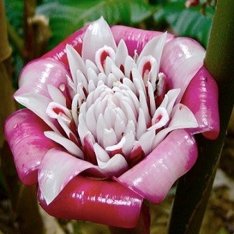Etlingera VENUSTA или Малайская Роза (семена)