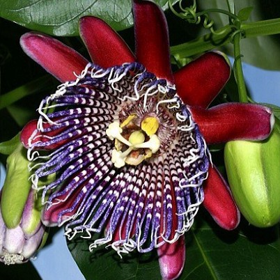 Passiflora Quadrangularis или Пассифлора Гигантская (семена)
