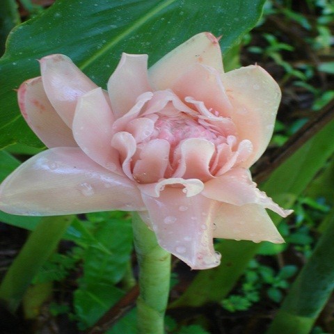 Etlingera Elatior Pink или Этлингера Высокая (семена)