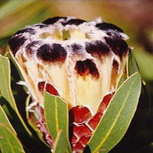 Protea Lepidocarpodendron или Черная Бородатая Протея (семена)