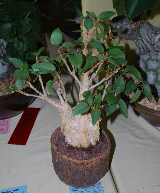 Ficus BRANDEGEEI или Фикус Брандегия (растение)