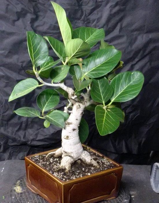 Ficus LUTEA или Фикус Желтый (растение)