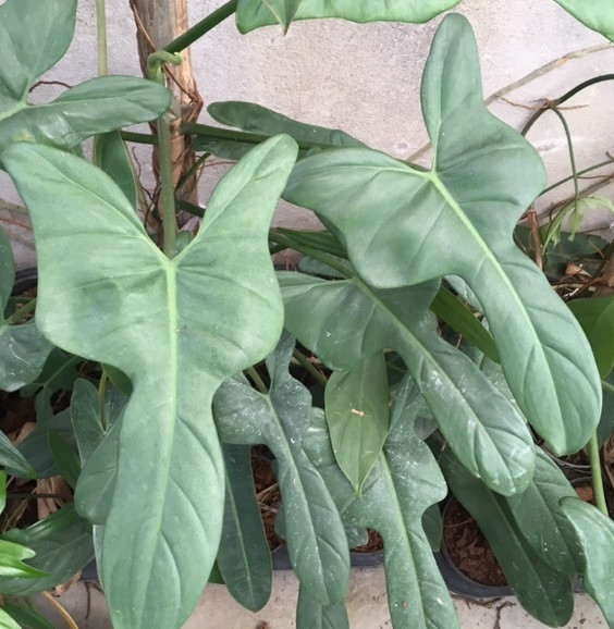 Филодендрон HAMMERHEAD BLUE (растение)