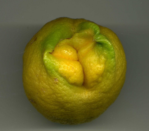 Лимон ХИМЕРА АРАНЧАТА (растение)