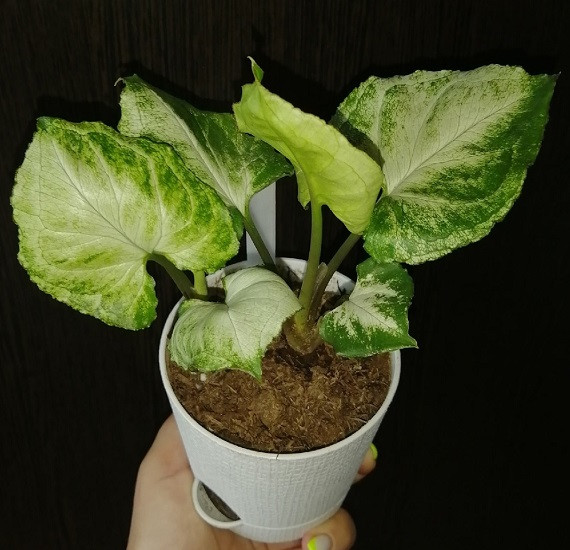 Сингониум BOLD TETRA (растение)