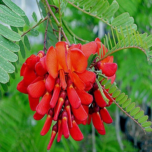 Sesbania GRANDIFLORA или Сесбания Крупноцветковая (семена)