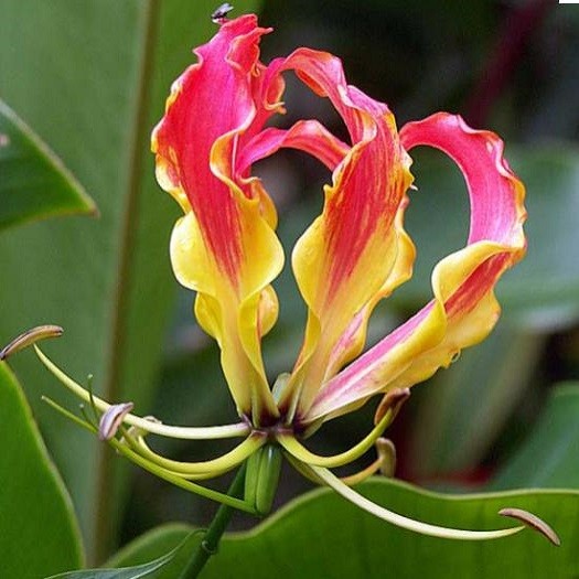 Gloriosa ROTHSCHILDIANA или Глориоза Ротшильда (семена)