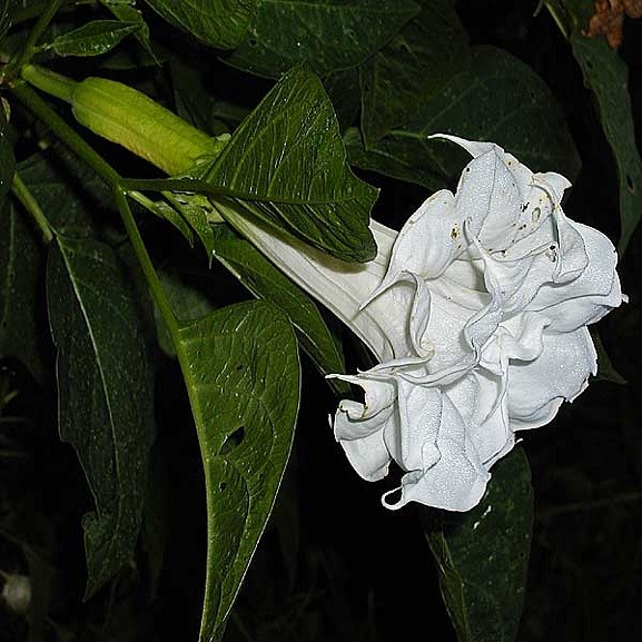 Datura Metel Double White или Дурман Индийский (семена)
