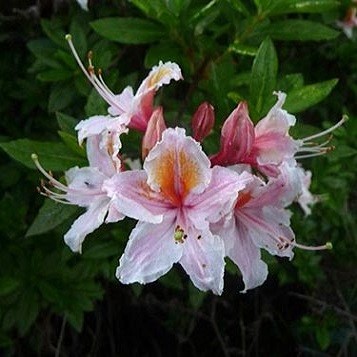 Rhododendron OCCIDENTALE или Рододендрон Западный (семена)