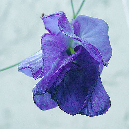 Clitoria TERNATEA BLUE или Клитория Тройчатая Голубая (семена)