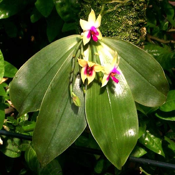Phalaenopsis BELLINA или Фаленопсис Беллина (семена)