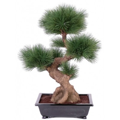 Pinus WALLICHIANA или Сосна Гималайская (семена)