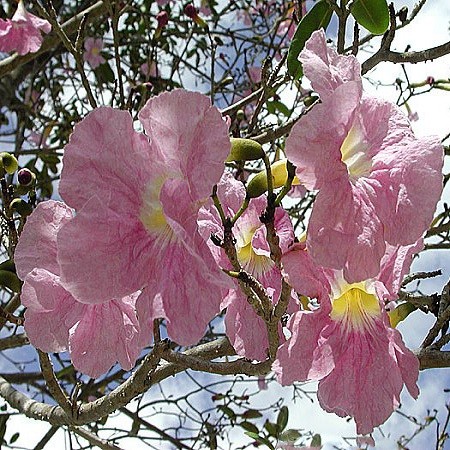 Tabebuia ROSEA или Табебуйя Розовая (семена)