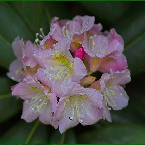 Rhododendron BRACHYCARPUM или Рододендрон Короткоплодный (семена)