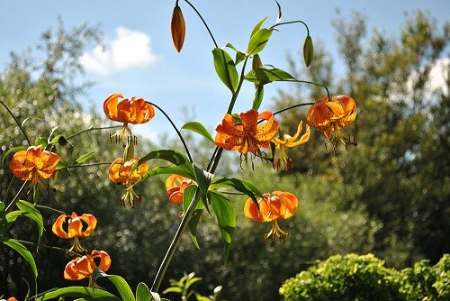 Lilium Superbum Ili Liliya Velikolepnaya Semena