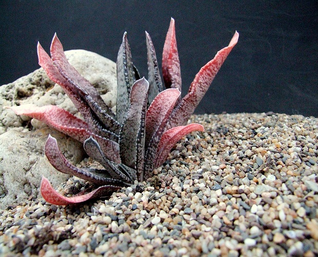 Gasteria ACINACIFOLIA или Гастерия Саблевидная