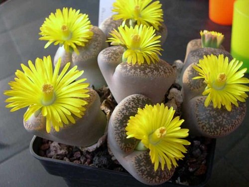 Lithops AUCAMPIAE или Литопс Аукамп