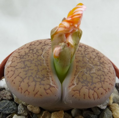 Lithops AUCAMPIAE или Литопс Аукамп 