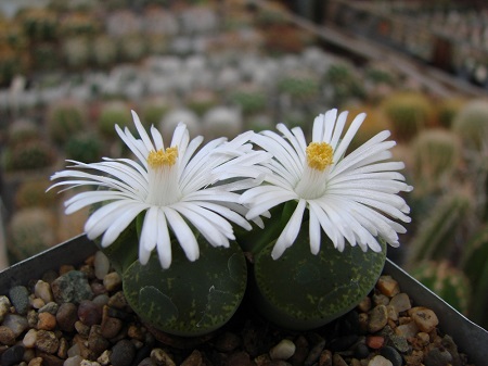 Lithops LESLIEI v. venteri 