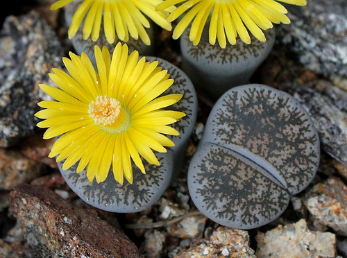 Lithops LESLIEI v. venteri 