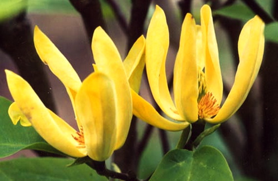 Magnolia ACUMINATA или Магнолия Заостренная