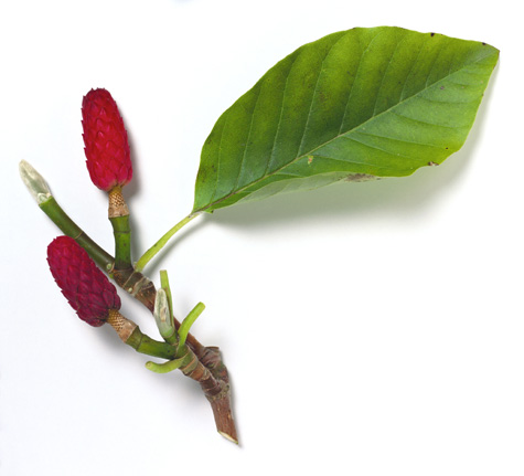 Magnolia ACUMINATA или Магнолия Заостренная