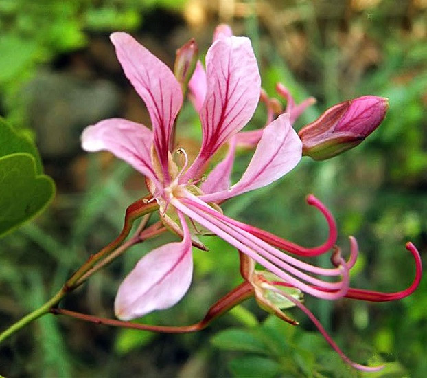 Bauhinia YUNNANENSIS или Баухиния Юннаньская (растение)