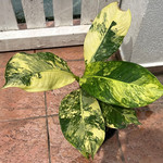 Диффенбахия YELLOW VARIEGATED (растение)