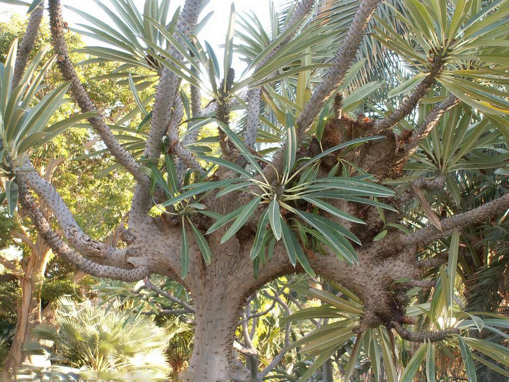 Pachypodium LAMEREI или Пахиподиум Ламера (семена)